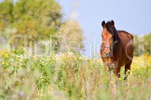 Brown horse in a meadow filled with