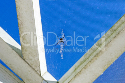 Black and Yellow Argiope Spider