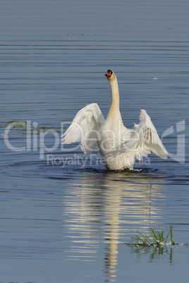 Höckerschwan