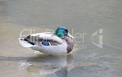 erpel der stockente steht im Wasser