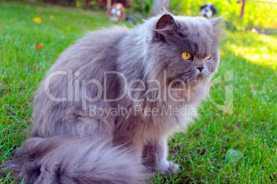 Persian cat on the grass