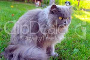 Persian cat on the grass