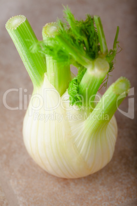 A fresh green Fennel on a wooden surface
