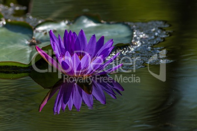 Pink Water Lily in the lake