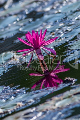 Pink Water Lily in the lake