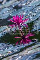 Pink Water Lily in the lake