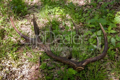 Red deer antler (Cervus elaphus) in the forest