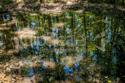 Small water puddle in the forest where large mammals come to wallowing in mud