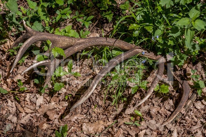 Red deer antler (Cervus elaphus) in the forest