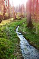 creek in forest