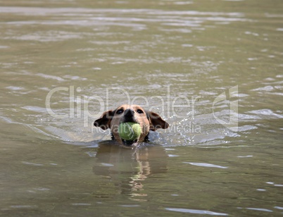 Hund holt ball aus dem Wasser
