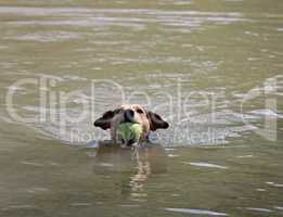 Hund holt ball aus dem Wasser
