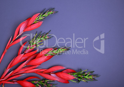 red Billbergia flower