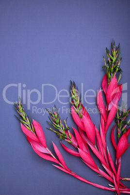 pink Billbergia flower