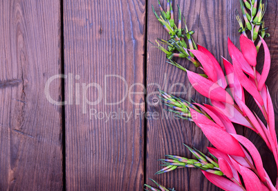 Pink flower of Billbergia on a brown wooden surface