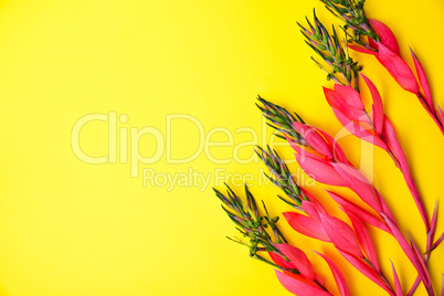 pink flower of Billbergia on a yellow background