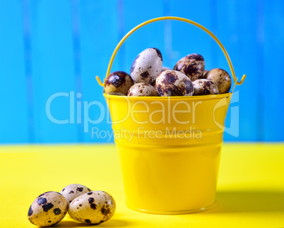 Full yellow bucket of quail eggs,