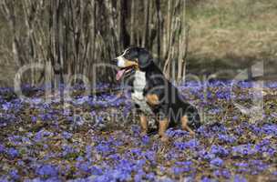 Dog sits on a solar glade of blue flowers.