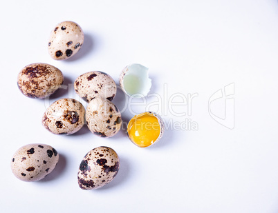 Fresh quail eggs in the shell