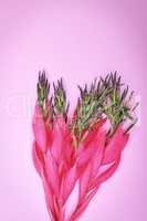 pink flower of Billbergia