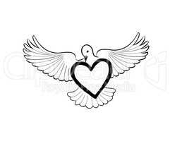 Love heart brought by flying bird dove. Valentine day greeting c