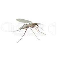 Mosquito isolated. Gnat illustration. Insect macro view