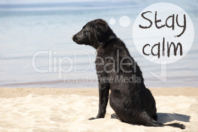 Dog At Sandy Beach, Text Stay Calm