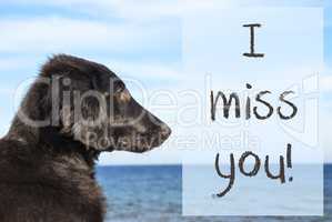 Dog At Ocean, Text I Miss You