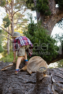 Boy climbing on the fallen tree trunk in forest