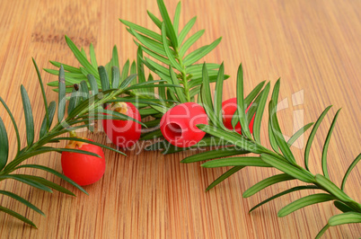 Two yew twigs with red berries