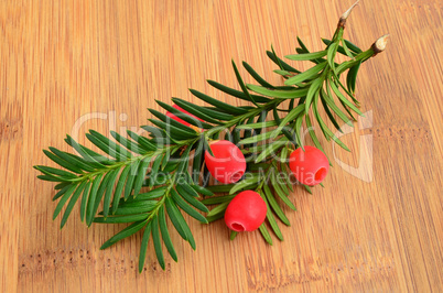 Red yew berries on twigs