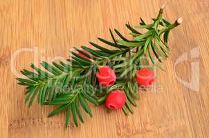 Red yew berries on twigs