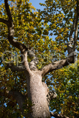 Tree in the forest