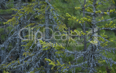 Close up of lichen on spring fir tree in the forest