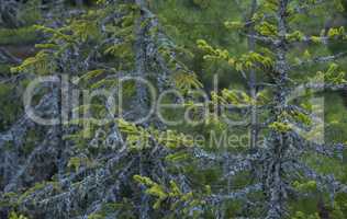 Close up of lichen on spring fir tree in the forest
