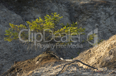 Pine Tree on Dunes of Clay