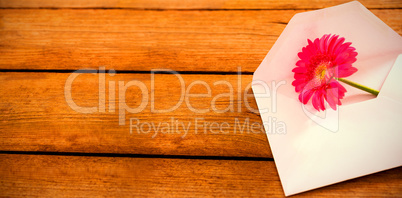 Pink gerbera daisy in envelope on wooden plank