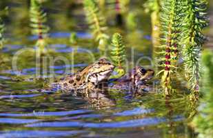 Frog mating in a pond