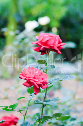 Red rose in the garden