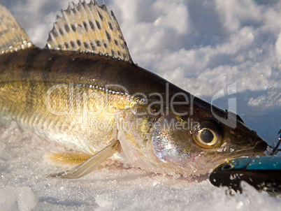 Pike perch on ice
