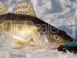 Pike perch on ice