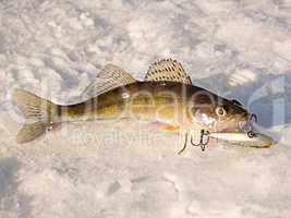 Pike perch on ice