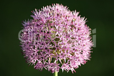 violette Blüte des Zierlauch