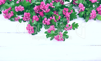 Branch of flowering hawthorn with pink flowers