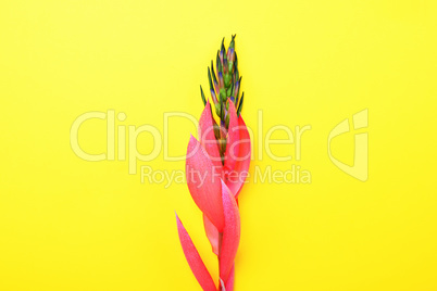 pink flower of Billbergia on a yellow background