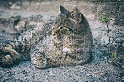 gray cat is lying on the ground