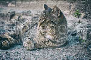 gray cat is lying on the ground