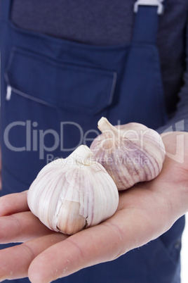 Garlic in hands