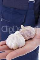 Garlic in hands