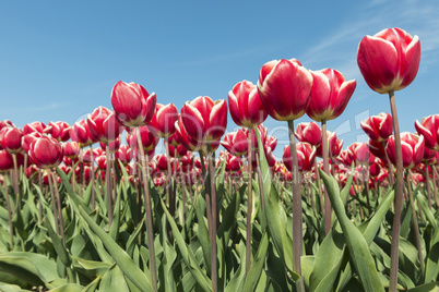 Red and white tulips field.